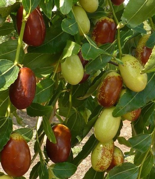 Ziziphus jujuba ‘Lang’